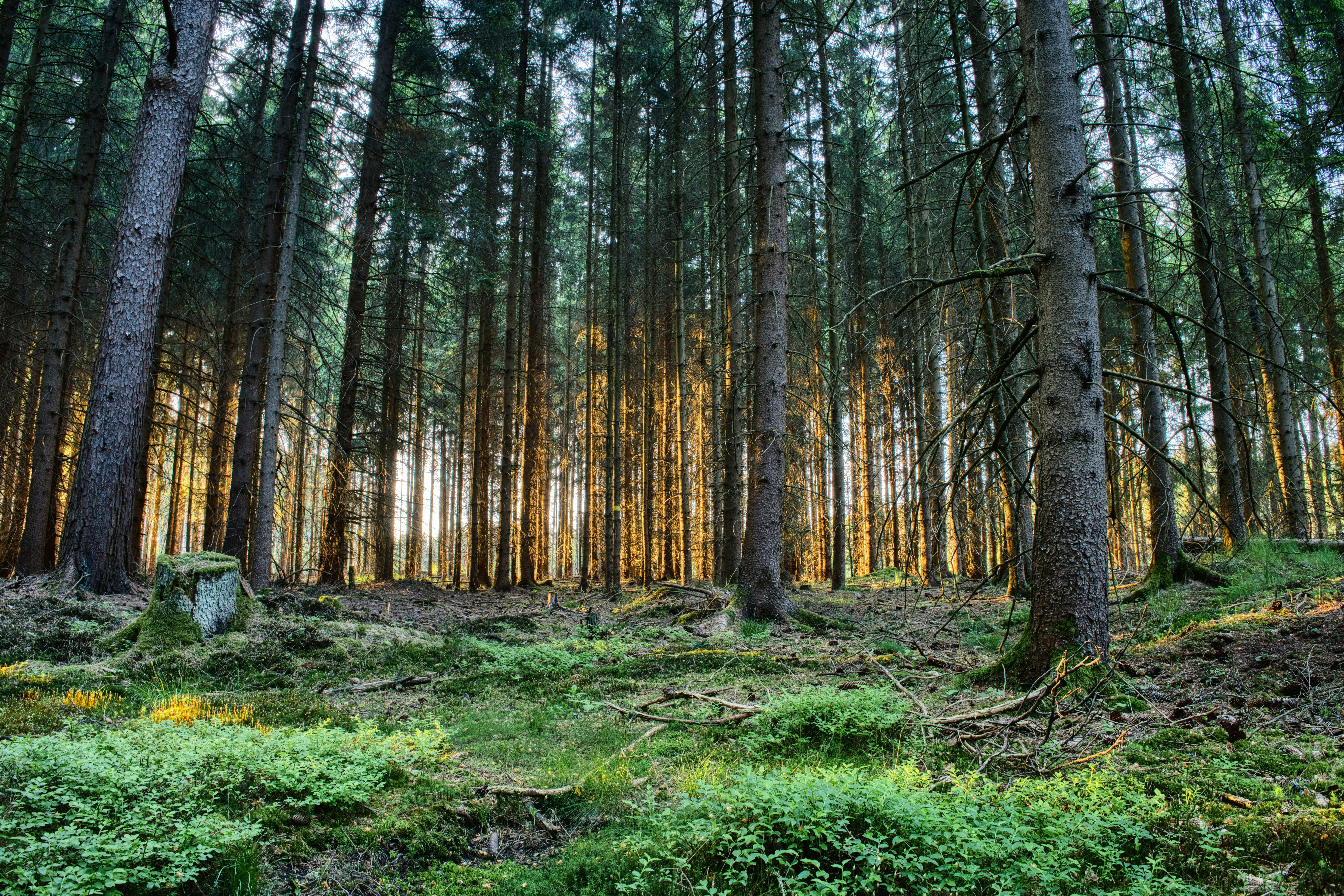 Gestión Forestal